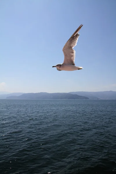 Mouette survolant la mer bleue — Photo