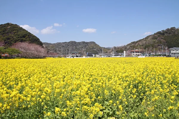 Fleurs de cerisier et moutarde des champs à Izu, Shizuoka, Japon — Photo