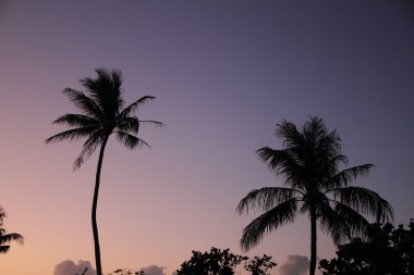 Palmiye ağaçları Guam, Mikronezya (akşam secne)