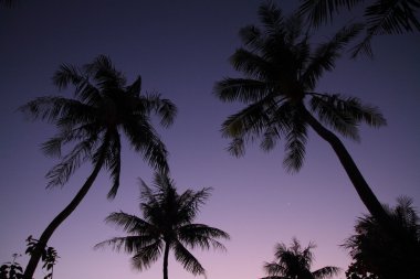 Palmiye ağaçları Guam, Mikronezya (akşam secne)