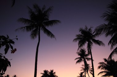 Palmiye ağaçları Guam, Mikronezya (akşam secne)