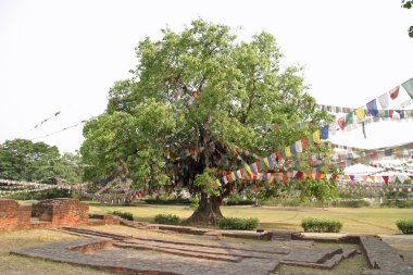 Bodhi tree in Lumbini, Nepal clipart