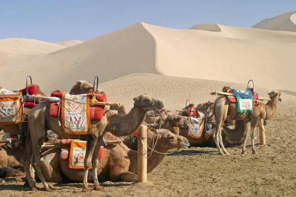 Deve Mingsha Shan (Echo kum Dağı) Dunhuang, Çin'de