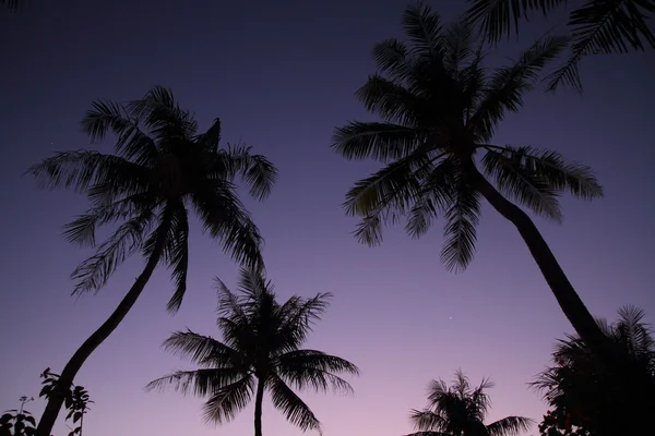Palmeras en Guam, Micronesia (secne de la tarde ) — Foto de Stock