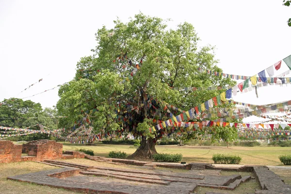 Bodhi ağacı: Lumbini, Nepal