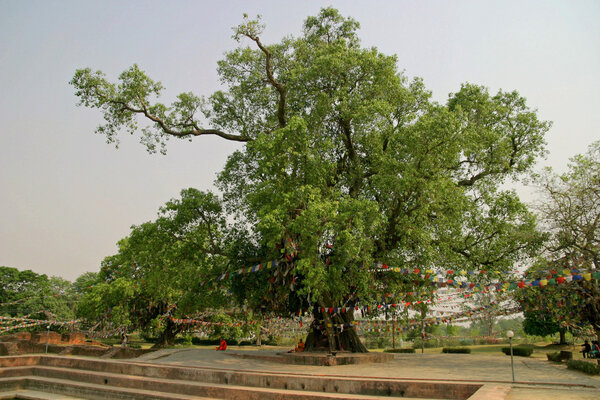 Bodhi tree in Lumbini, Nepal