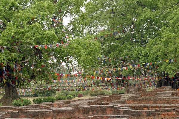 Posvátný strom v Lumbini, Nepál — Stock fotografie