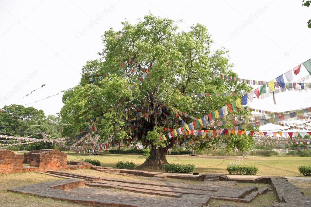 Bodhi tree in Lumbini, Nepal