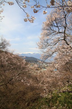 Kiraz çiçekleri, erken ilkbaharda Takato, Nagano, Japonya