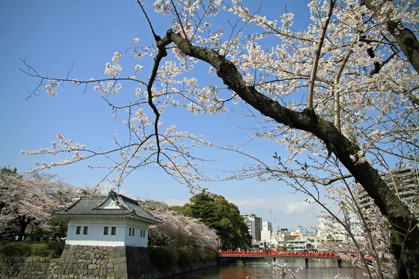 Castello di Odawara e fiori di ciliegio a Kanagawa, Giappone — Foto Stock
