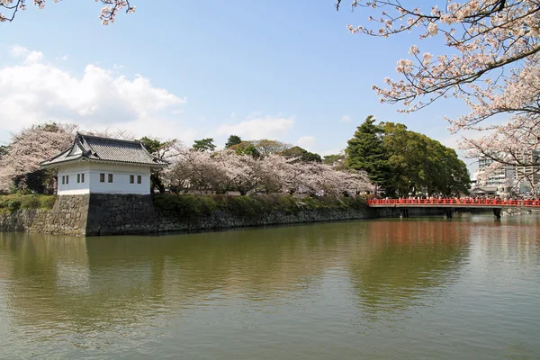 在日本神奈川县小田原城堡和樱桃开花 — 图库照片