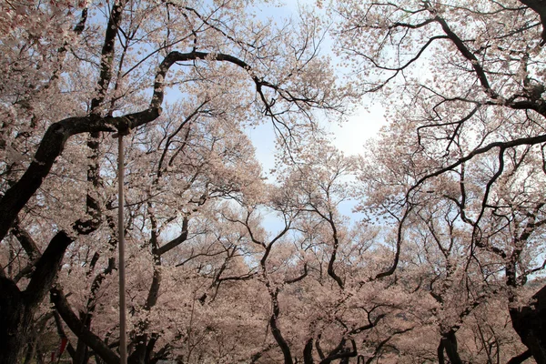 Цветение сакуры в начале весны в Такато, Нагано, Япония — стоковое фото
