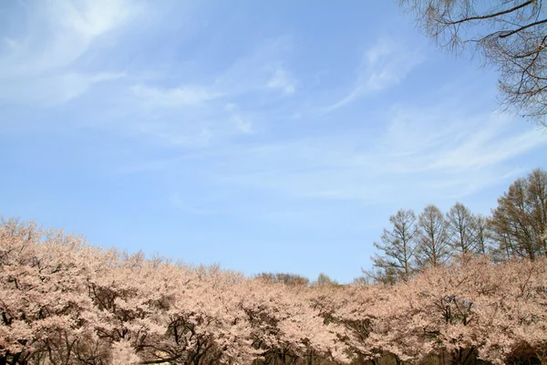 Flores de cereja no início da primavera em Takato, Nagano, Japão — Fotografia de Stock