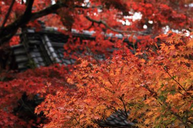 Sonbahar yaprakları Shuzenji Tapınağı, Izu, Japonya
