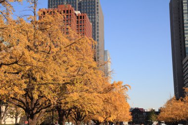 Miyuki avenue, Marunouchi, Tokyo, Japonya sonbahar yaprakları