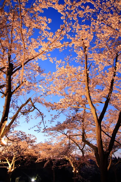 日本の早い春 (夜景の美しい桜) — ストック写真