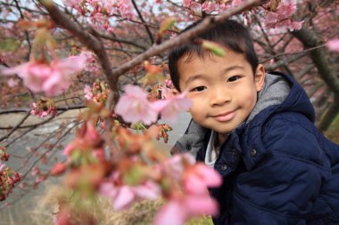 Japon çocuk (5 yaşında) ve kiraz çiçekleri