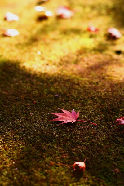 Hojas rojas de otoño en Japón — Foto de Stock