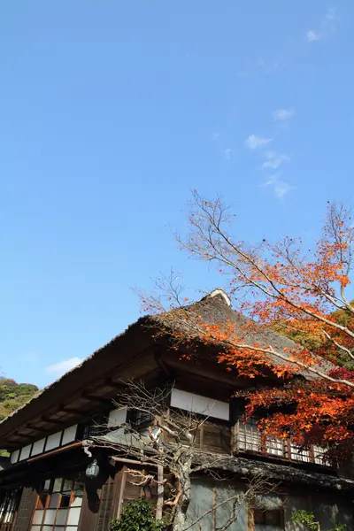 Vörös őszi levelek Japánban — Stock Fotó