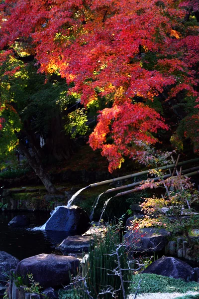 Folhas de outono vermelho no Japão — Fotografia de Stock