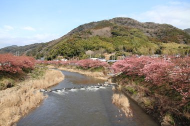 Kiraz çiçekleri (Kawazu Cherry) ve Kawazu nehir Izu, Japonya
