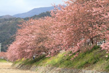 Kiraz çiçekleri (Kawazu Cherry) ve Kawazu nehir Izu, Japonya