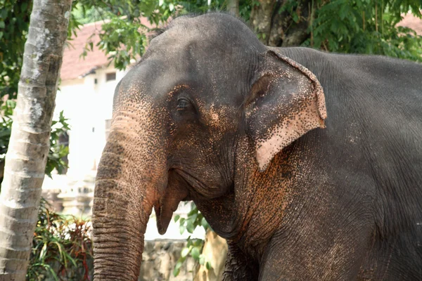 Sri Lankaanse olifant — Stockfoto