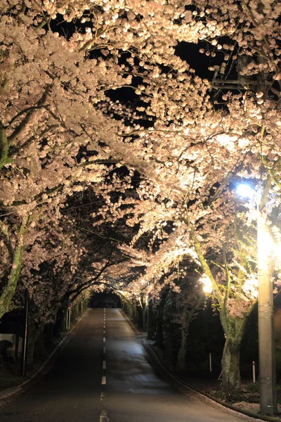 Тоннель цветения сакуры в горах Идзу, Сидзуока, Япония (ночная сцена ) — стоковое фото