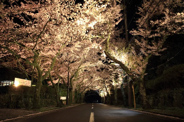 Tunnel di fiori di ciliegio nell'altopiano di Izu, Shizuoka, Giappone (scena notturna ) — Foto Stock