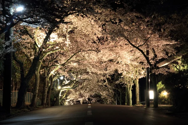 Izu highland, Shizuoka, Japonya (gece sahne kiraz çiçekleri tüneli) — Stok fotoğraf