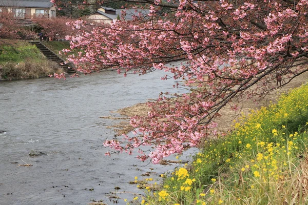 桜 (河津桜) と伊豆の河津川 — ストック写真