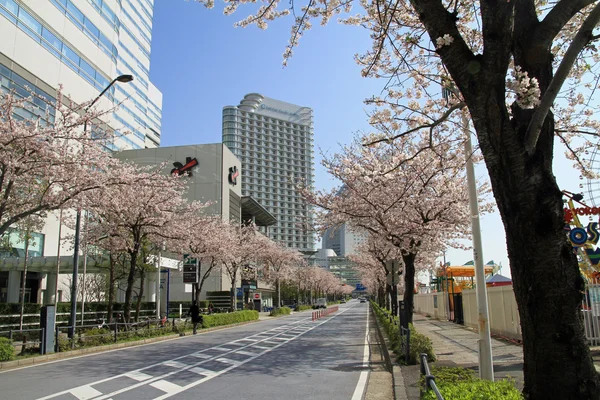 Kirsebærblomster på Sakura dori avenue i Yokohama, Japan - Stock-foto