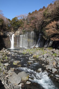 Shiraito Shizuoka, Japonya yok taki (Düşüyor)