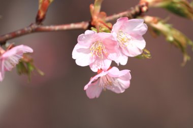 Kiraz çiçekleri (Kawazu Cherry) Izu, Japonya