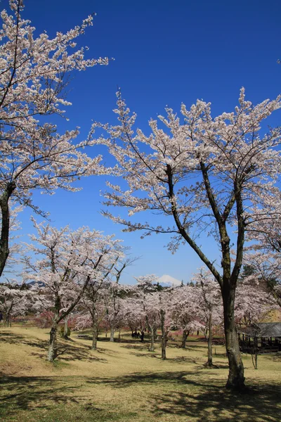 Mt. Fuji és cseresznye virágok Izu, Shizuoka, Japán — Stock Fotó