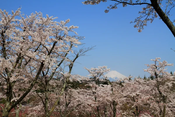 Mt. Fuji y flores de cerezo en Izu, Shizuoka, Japón — Foto de Stock