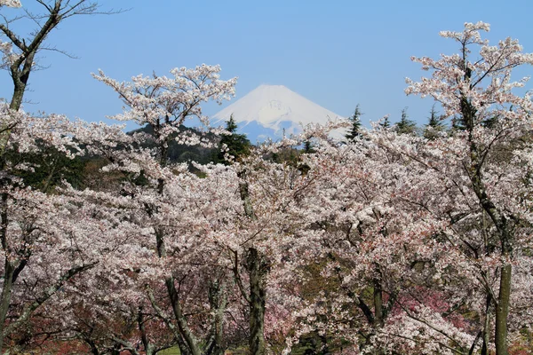 Mt. Fuji és cseresznye virágok Izu, Shizuoka, Japán — Stock Fotó