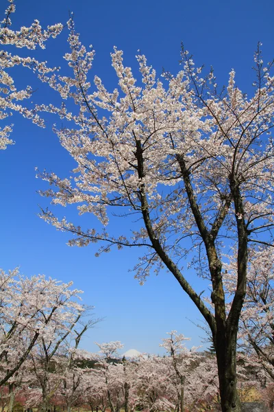 Mt. Fuji ve kiraz çiçekleri Izu, Shizuoka, Japonya — Stok fotoğraf