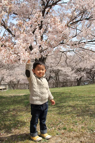Japanska boy och körsbär blommar (3 år gammal) — Stockfoto