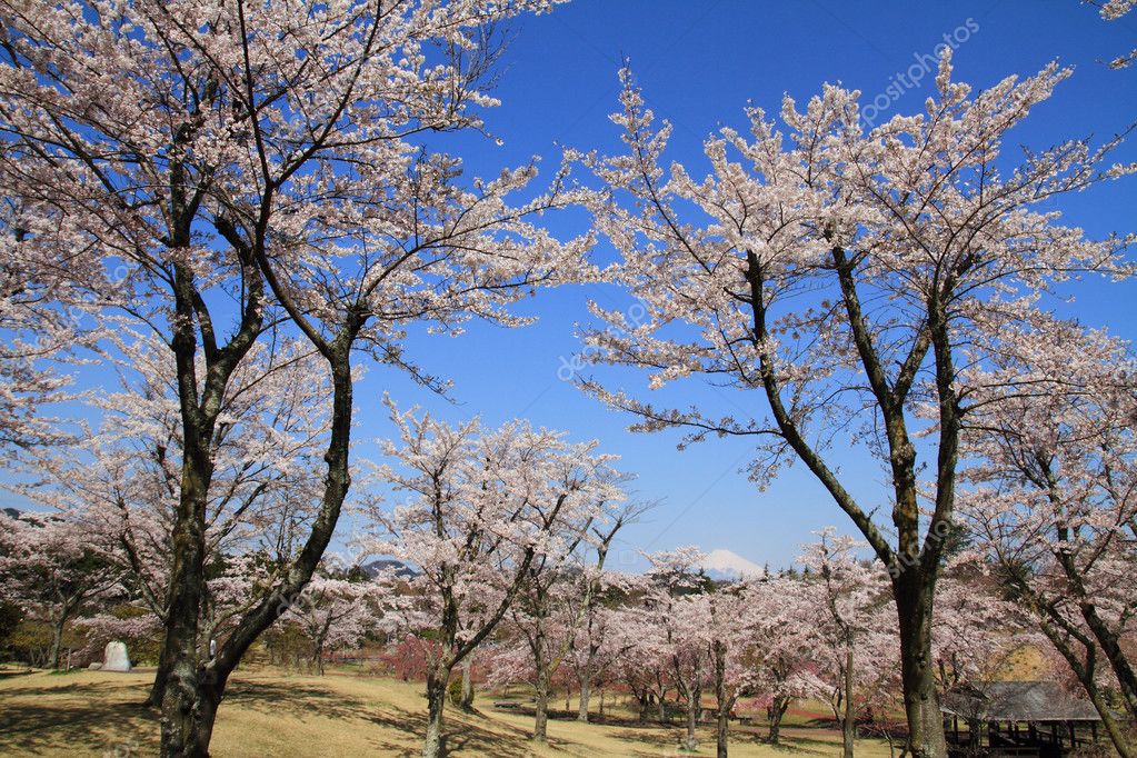 日本静冈县伊豆的富士山和樱花 图库照片 C Ziggy Mars 日本静冈县伊豆的富士山和樱花 图库照片 C Ziggy Mars