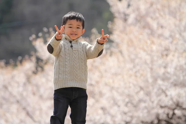 Japonês menino e cereja flores (3 anos de idade ) — Fotografia de Stock