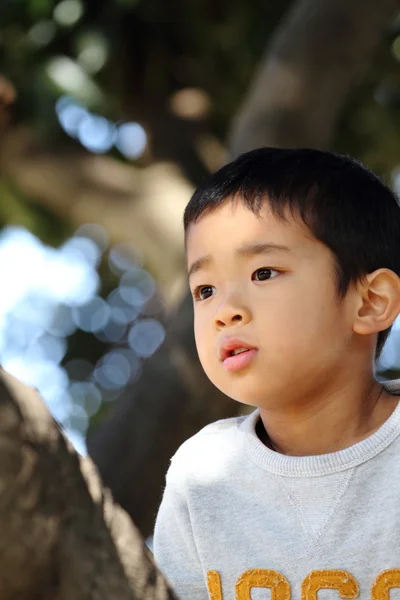 เด็กชายญี่ปุ่นปีนต้นไม้ (6 ปี ) — ภาพถ่ายสต็อก