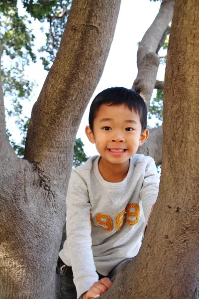 Японский мальчик залез на дерево (6 лет) ) — стоковое фото