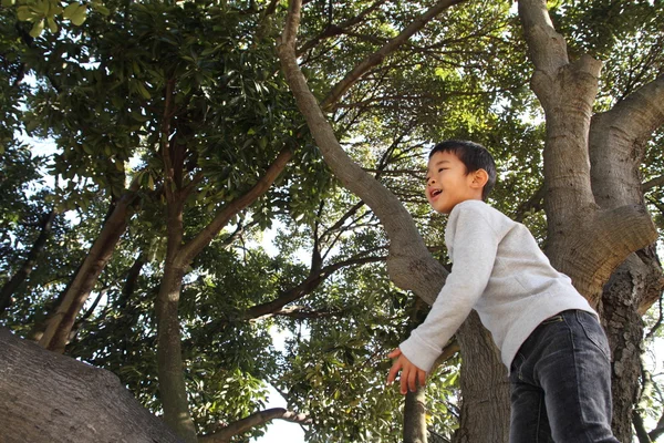 Chico japonés trepando al árbol (6 años) ) — Foto de Stock