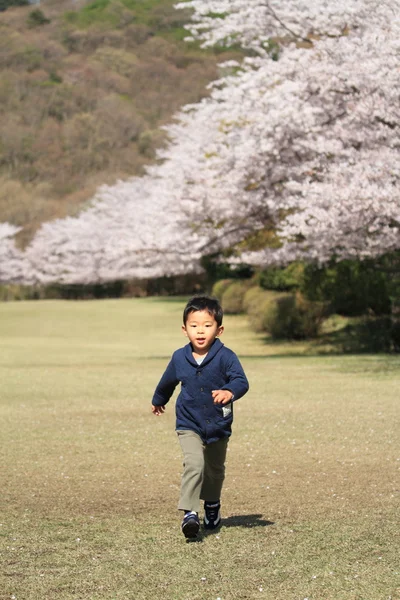 Τρέξιμο ιαπωνικό αγόρι και άνθη κερασιάς (4 ετών) — Φωτογραφία Αρχείου