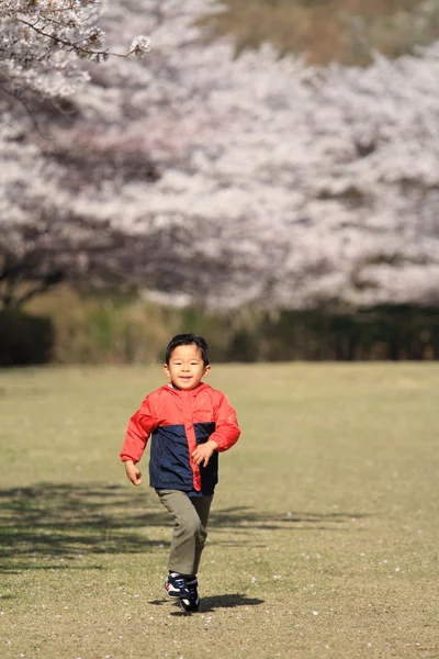Running Japanese boy and cherry blossoms (4 years old) — Stock Photo, Image