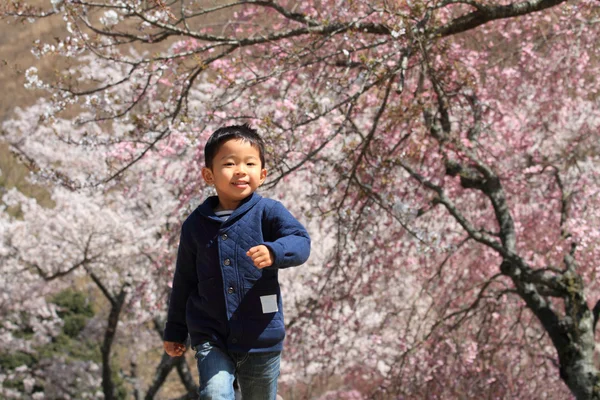 Correr chico japonés y flores de cerezo (4 años) ) — Foto de Stock