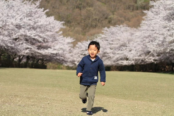 Correndo Japonês menino e cereja flores (4 anos ) — Fotografia de Stock