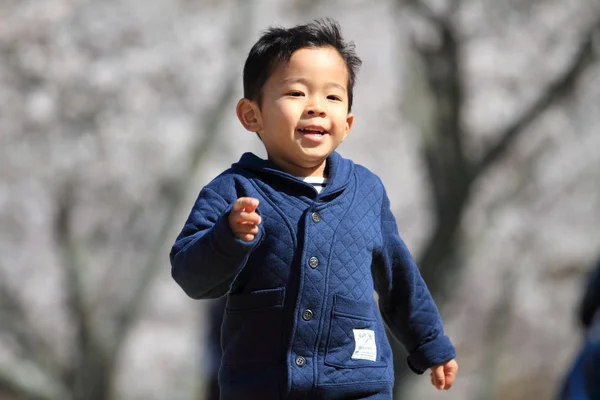 Бег японский мальчик и цветение вишни (4 года ) — стоковое фото