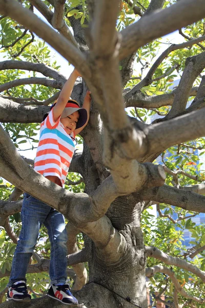 Chico japonés trepando al árbol (4 años) ) — Foto de Stock
